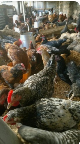 Village Natukodi Chicken