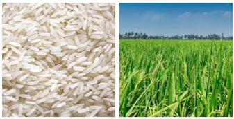 Natural Light-Polished Rice