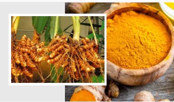 Turmeric Fresh Root & Powder