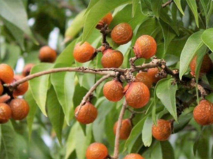 Fresh Soapnuts
