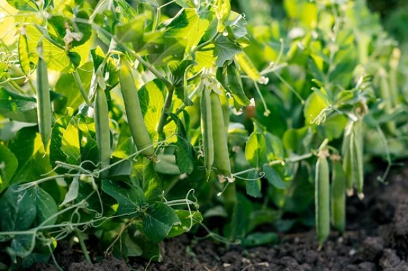 Green Peas