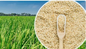 Natural Unpolished Rice