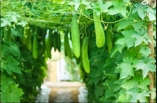 Ridge Gourd